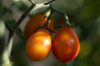 Cherry tomatoes - Submarine Blush Cherry