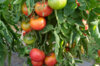 Tomatoes - Redfield Beauty