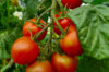 Cherry tomatoes - Rancho Solito