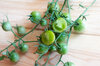 Cherry tomatoes - Green Doctors Frosted