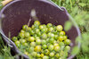 Cherry tomatoes - Green Doctors Frosted