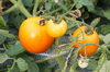 Tomatoes - Gold Dust
