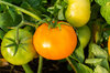 Tomatoes - Orange Queen