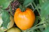 Tomatoes - Orange Oxheart 