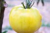 Tomatoes - Golden Jubilee