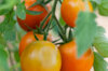 Cherry tomatoes - Prize Of The Trials