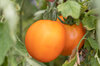 Tomatoes - Valencia