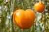 Tomatoes - Verna Orange