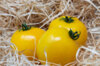 Tomatoes - Cab Yellow