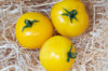 Tomatoes - Cab Yellow