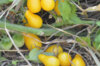 Cherry tomatoes - Beams Yellow Pear