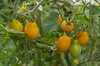 Cherry tomatoes - Fargo Yellow Pear