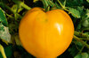 Tomatoes - Yellow Oxheart