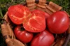 Tomatoes - Anna Russian