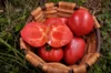 Tomatoes - Anna Russian