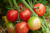 Tomatoes - Maritime Pink