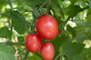 Cherry tomatoes - Podland Pink
