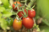 Cherry tomatoes - Whippersnapper