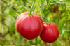 Tomatoes - Brandywine Pink Joyce's Strain