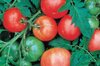 Tomatoes - Arkansas Traveler