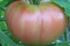 Tomatoes - June Pink