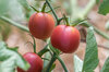 Tomatoes - Pink Peach / Fuzzy