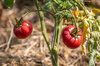 Tomatoes - Brimmer