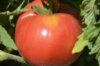 Tomatoes - Ponderosa Pink