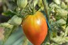 Tomatoes - Slankard Oxheart