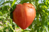 Tomatoes - Japanese Oxheart