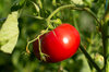 Tomatoes - Brandywine Sudduth's Strain