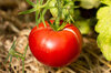 Tomatoes - Mortgage Lifter