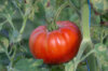 Tomatoes - Stump Of The World