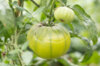 Tomatoes - Charlie Green