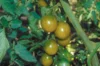 Cherry tomatoes - Green Grape