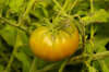 Tomatoes - Aunt Ruby's German Green
