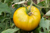 Tomatoes - Green Velvet
