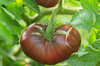 Tomatoes - Black From Tula