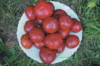 Tomatoes - Black Aisberg