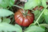 Tomatoes - Cuban Black