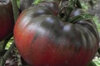 Tomatoes - Sara's Black