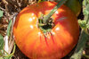 Tomatoes - Copia