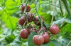 Cherry tomatoes - Black Cherry 
