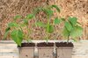 Tomatoes - Speckled Roman Tomato AB plants