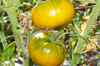 Tomatoes - Dorothy Green