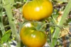 Tomatoes - Dorothy Green