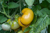 Tomatoes - White Bush