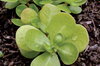 Purslane - Golden