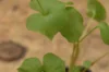 Miner’s lettuce -  Miner’s lettuce