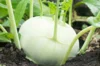 Cabbage turnip - Superschmelz